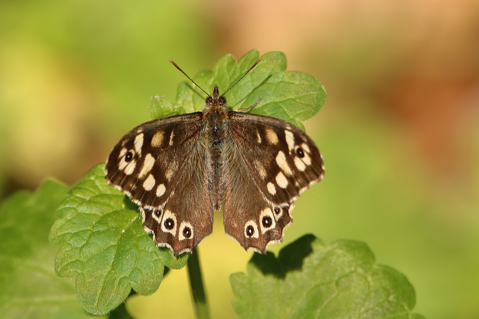 Der schöne Falter in der Waldlichtung