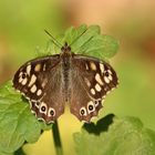 Der schöne Falter in der Waldlichtung