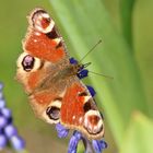 Der schöne Falter zu Besuch in meinen Garten