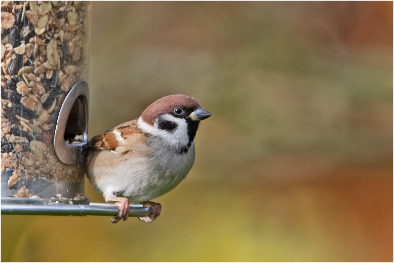 Der schöne Feldsperling (Passer montanus) konnte . . .