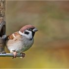 Der schöne Feldsperling (Passer montanus) konnte . . .