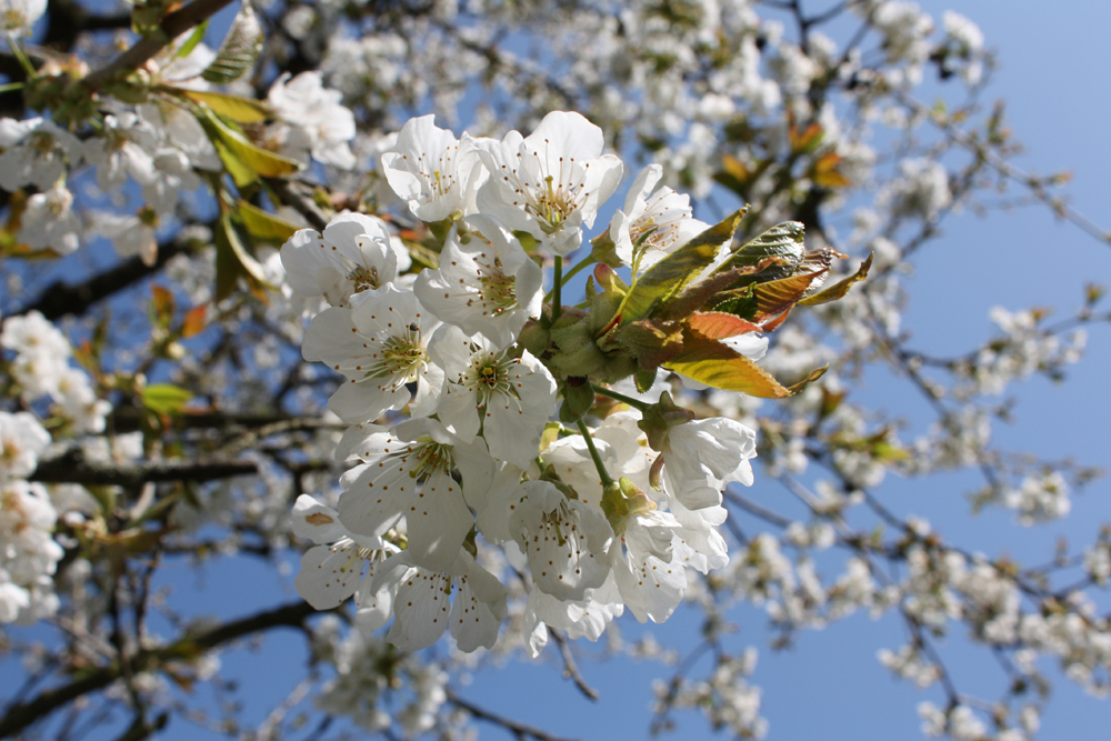 Der schöne Frühling bringt schöne Blüten