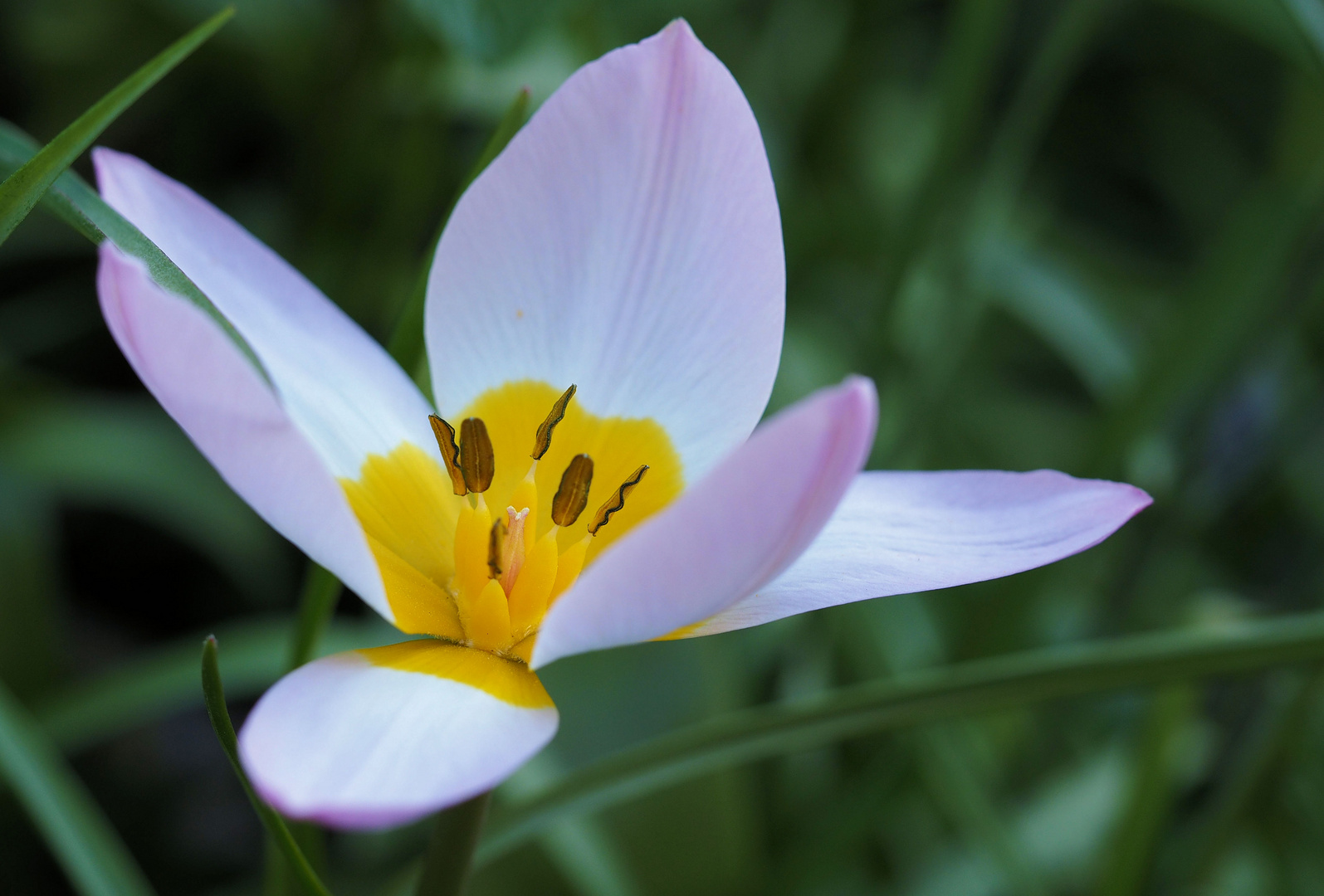 Der schöne Frühling... 