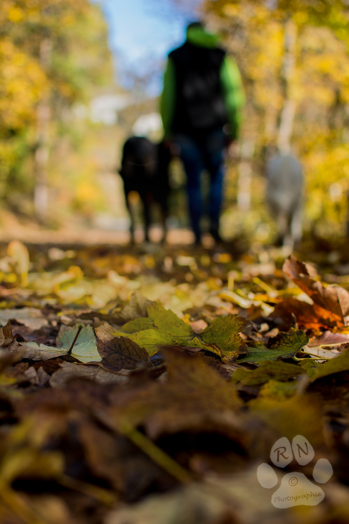 Der schöne Herbst