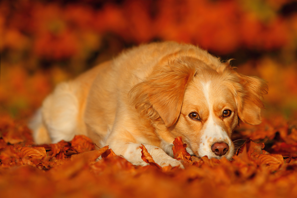 Der schöne Herbst