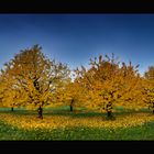 Der schöne Herbst