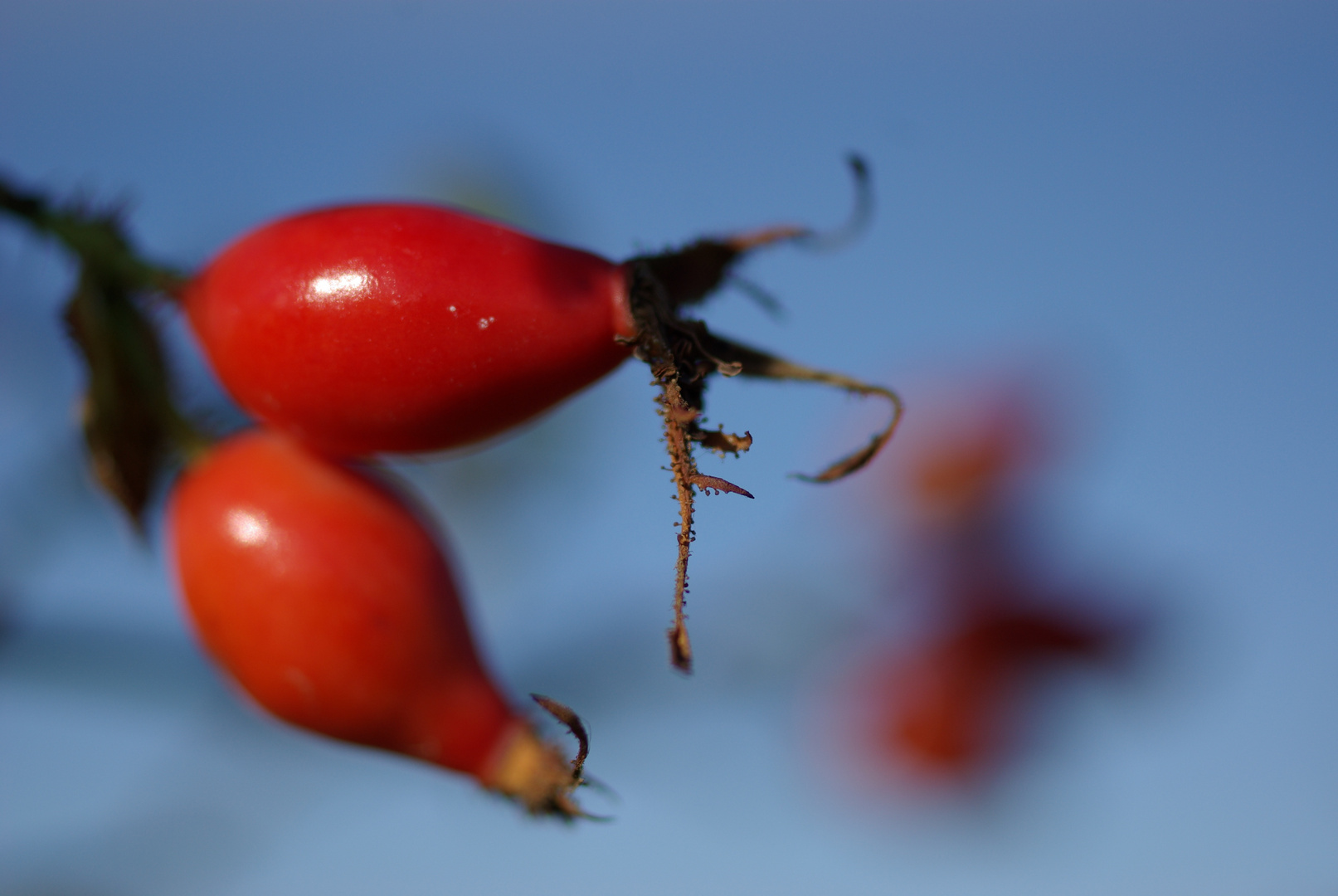 Der schöne Herbst