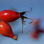 Der schöne Herbst