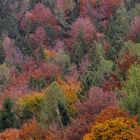 Der schöne Herbst