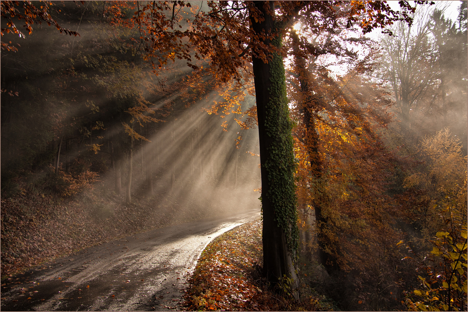 DER SCHÖNE HERBST.