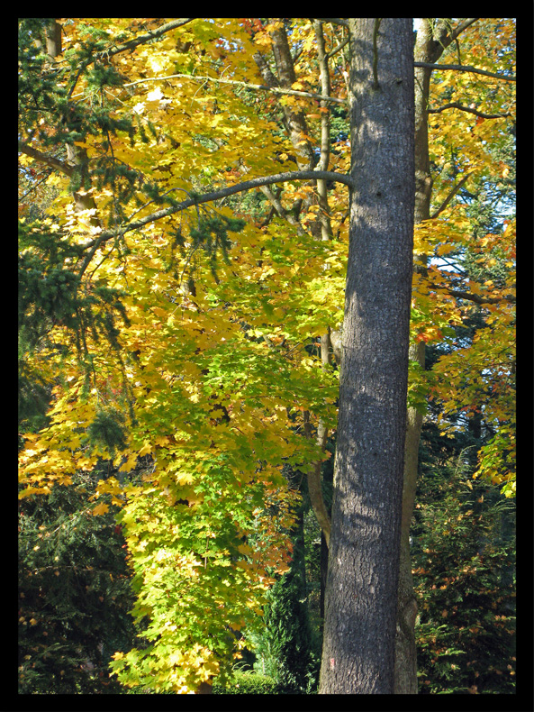 ...der schöne Herbst...2...