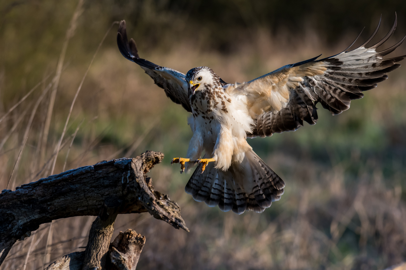 Der Schöne im Anflug