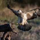 Der Schöne im Anflug