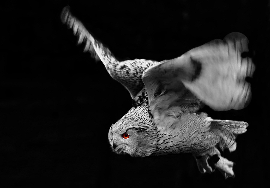 Der schöne IWAN !!! Foto & Bild tiere, zoo, wildpark & falknerei