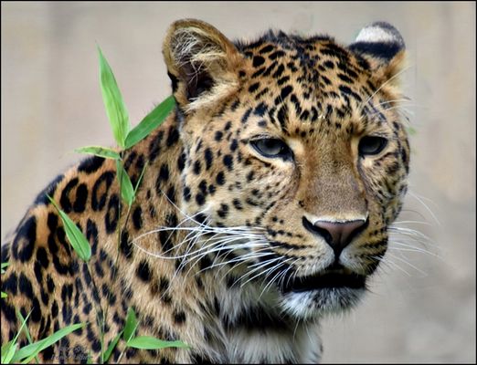 Der schöne Julius !!!!