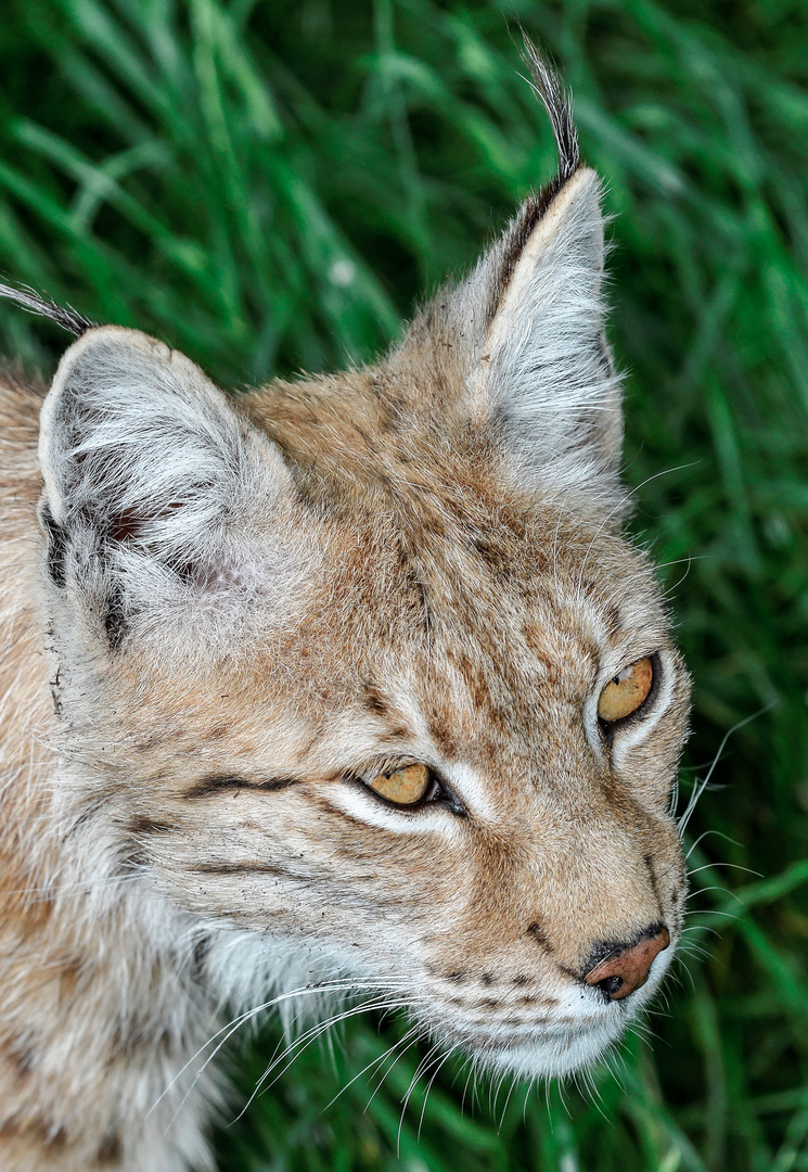 Der schöne Luchs