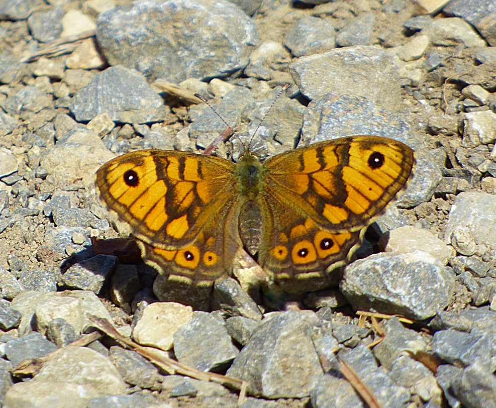 Der schöne Mauerfuchs . . .