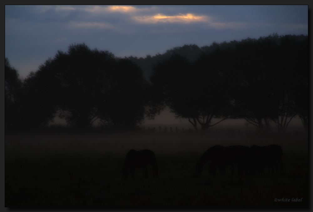 der schöne Morgen