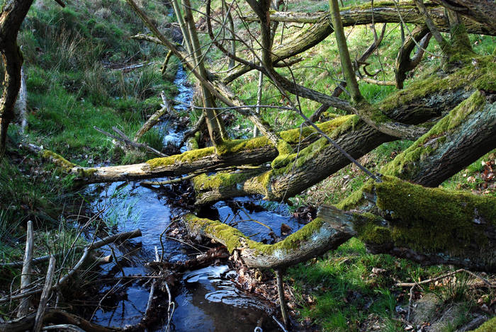 der schöne Odenwald