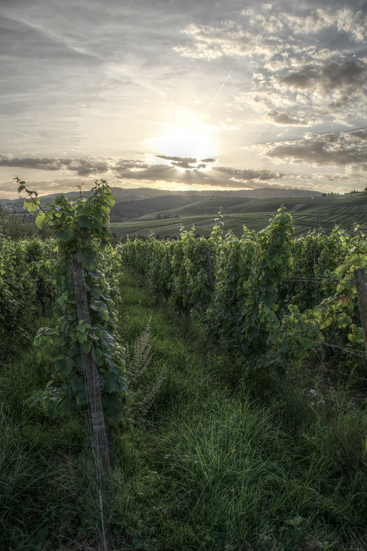 Der Schöne Rheingau