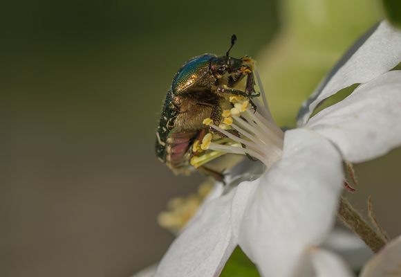Der schöne Rosenkäfer......