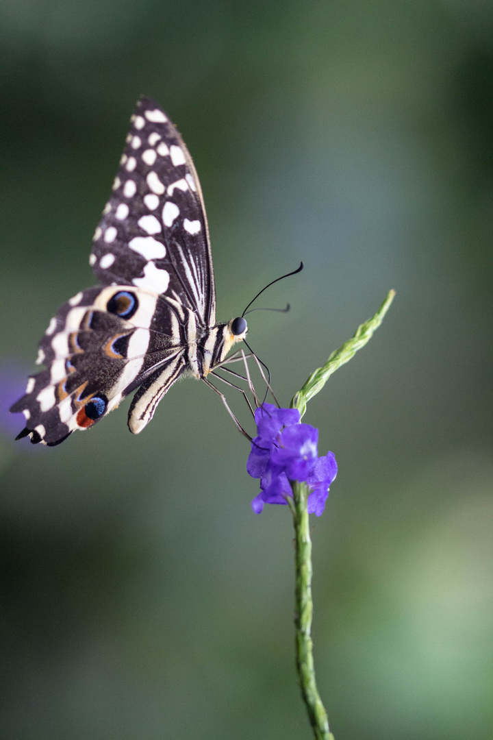 Der schöne Schmetterling