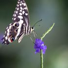 Der schöne Schmetterling