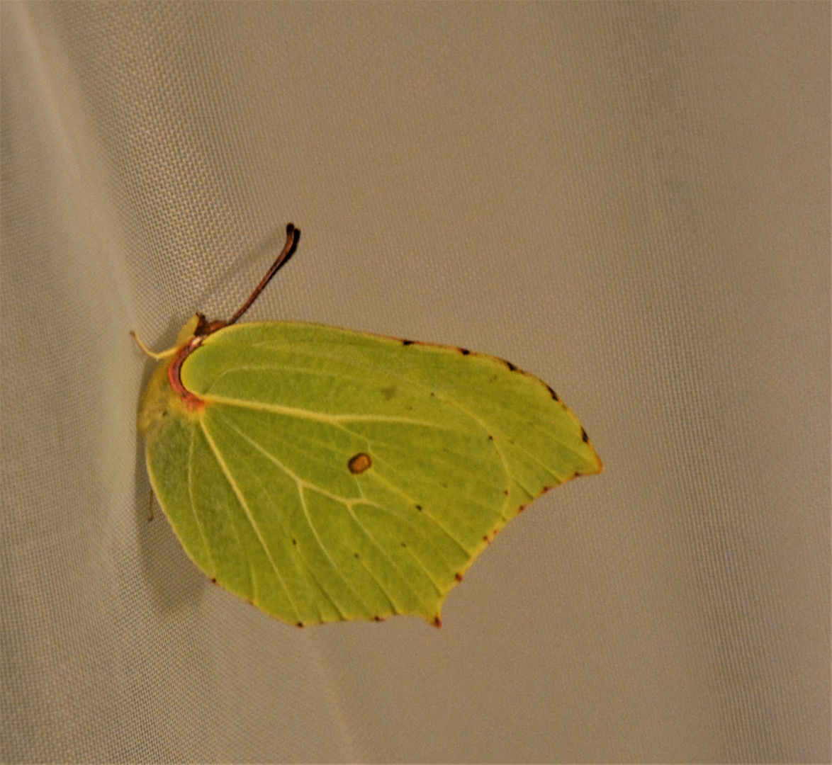 Der schöne Schmetterling wollte im Schlafzimmer Überwintern  ...