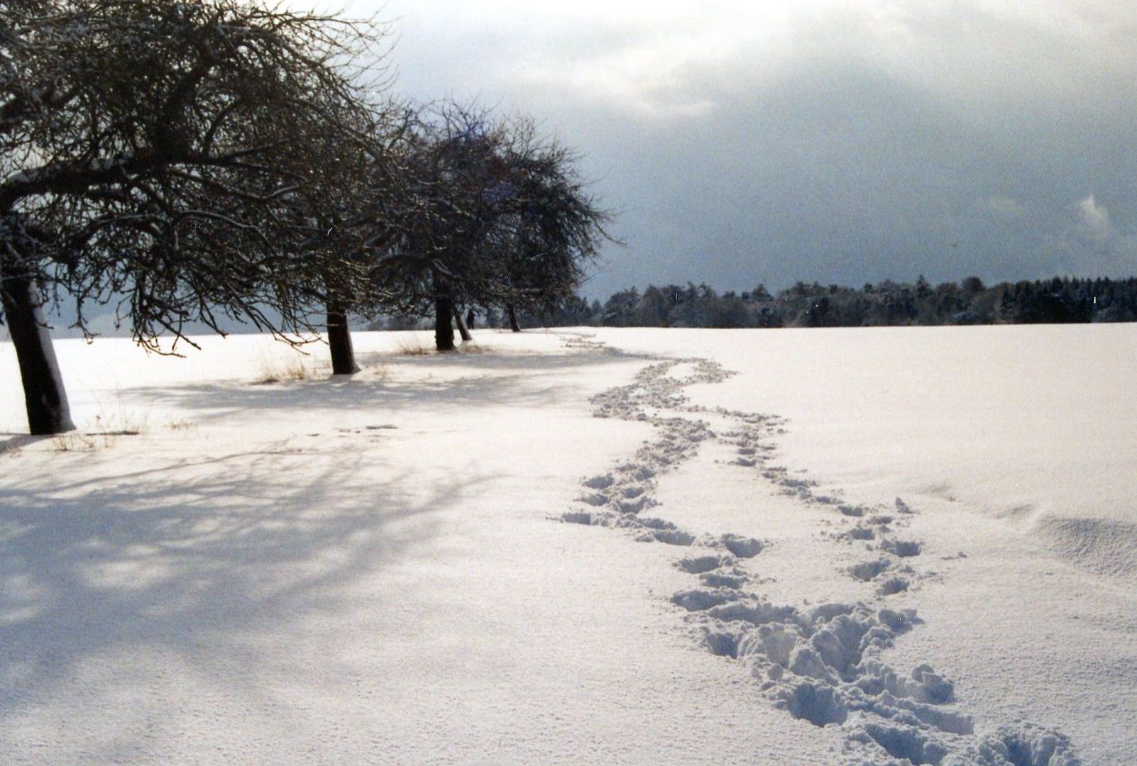 Der schöne Schnee