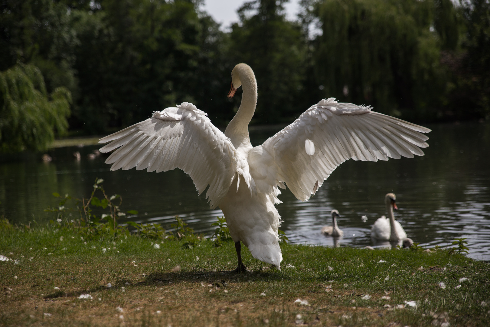 Der schöne Schwan