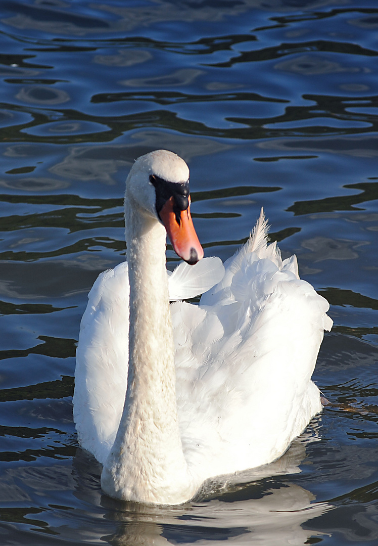 der schöne schwan Foto & Bild tiere, wildlife, wild lebende vögel