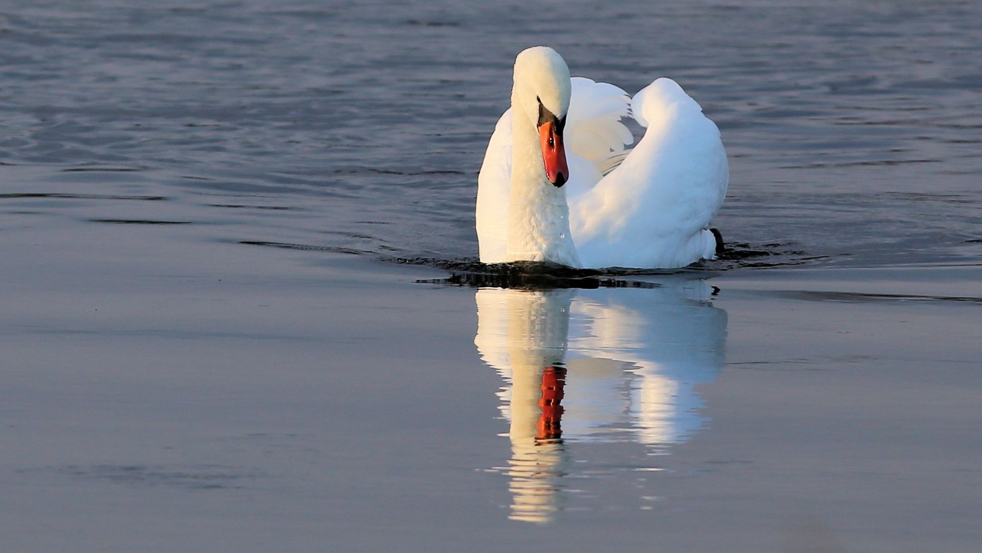 Der schöne Schwan...