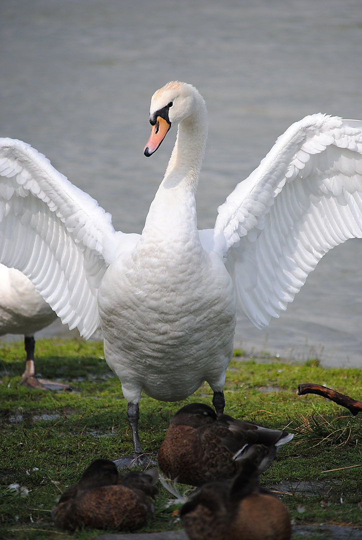 Der schöne Schwan