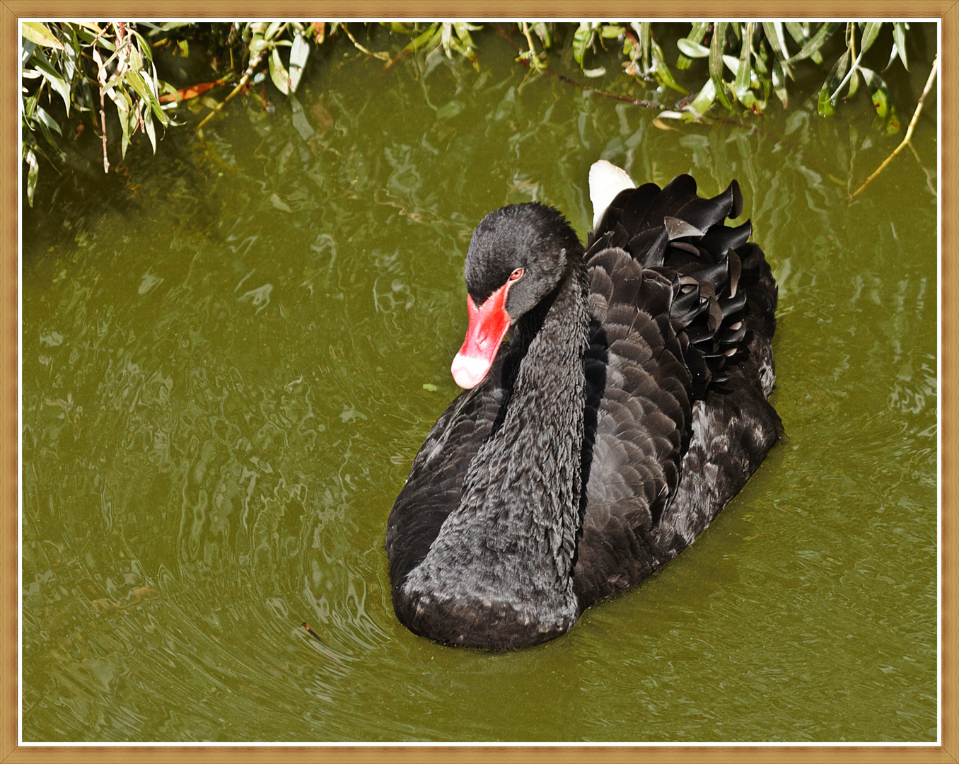 Der schöne Schwarze Schwan