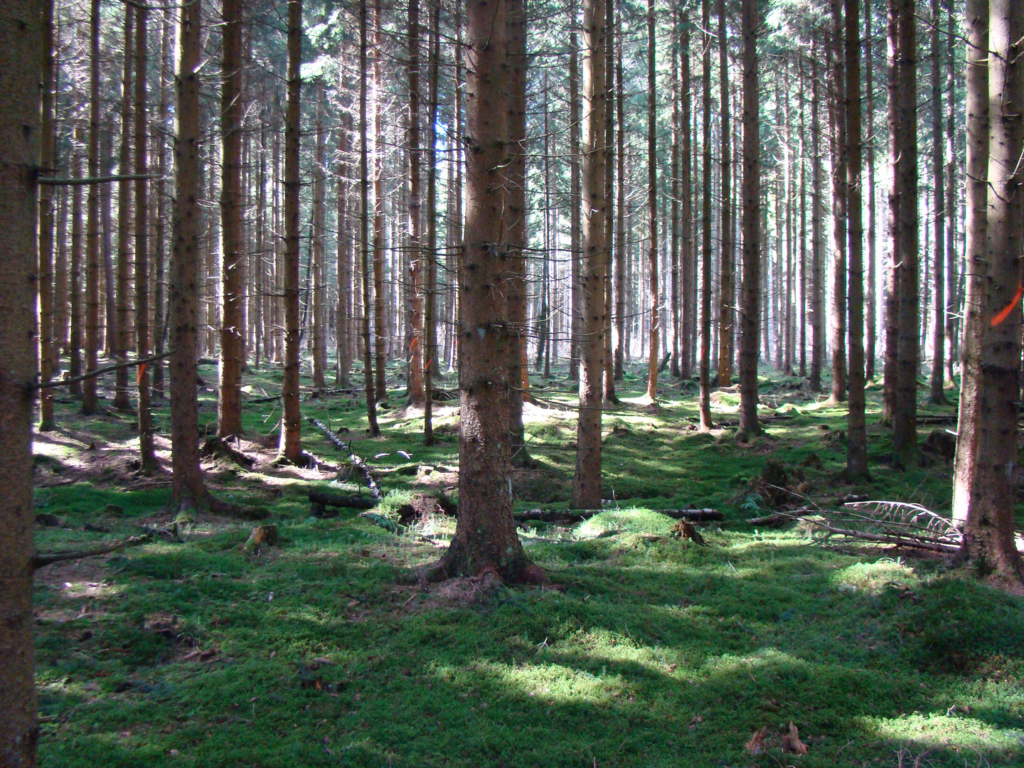 Der Schöne Schwarzwald