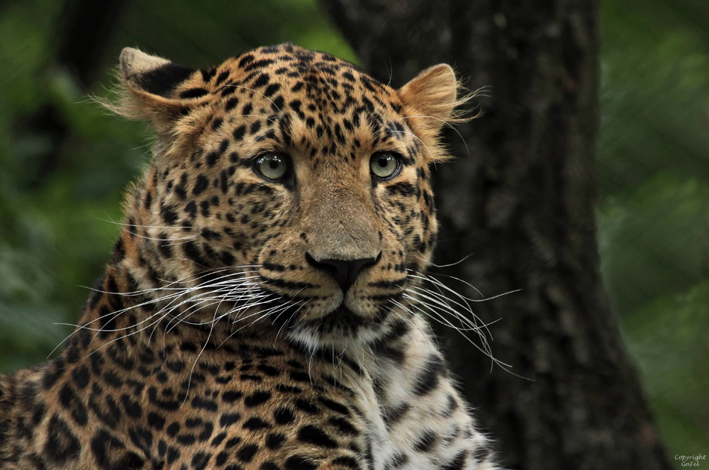 Der schöne Sian Foto &amp; Bild natur, tiere, leopard Bilder auf