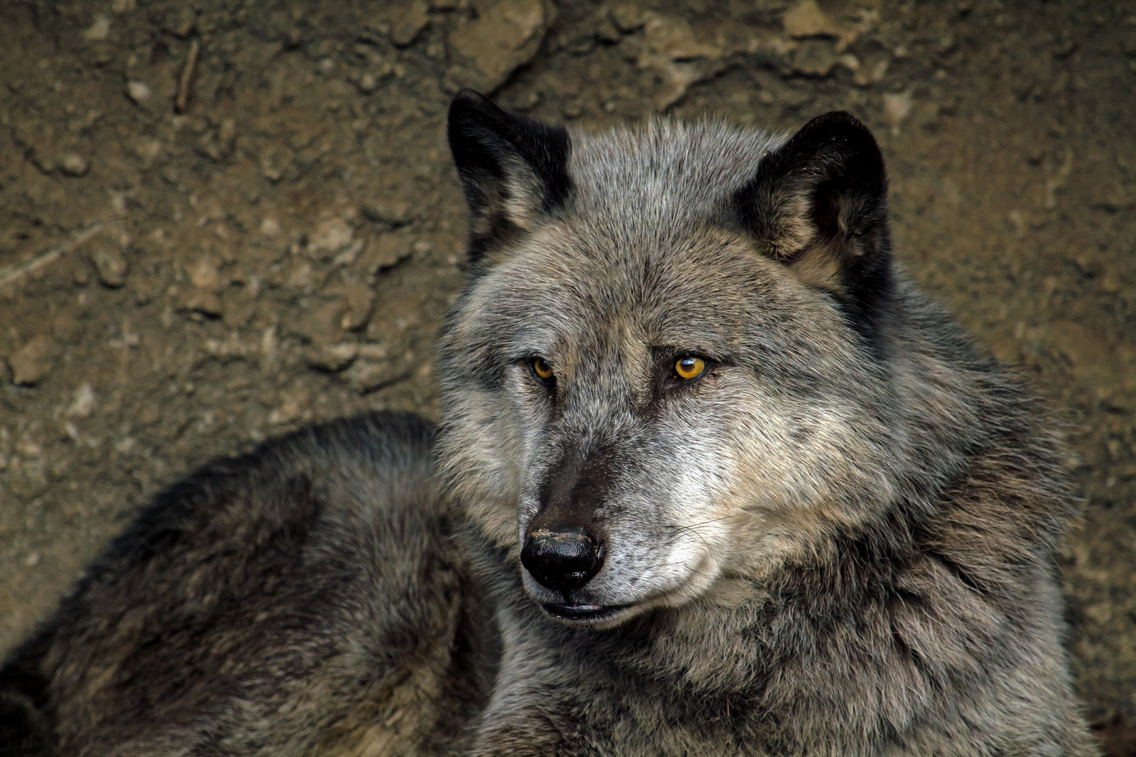 der schöne ....timberwolf