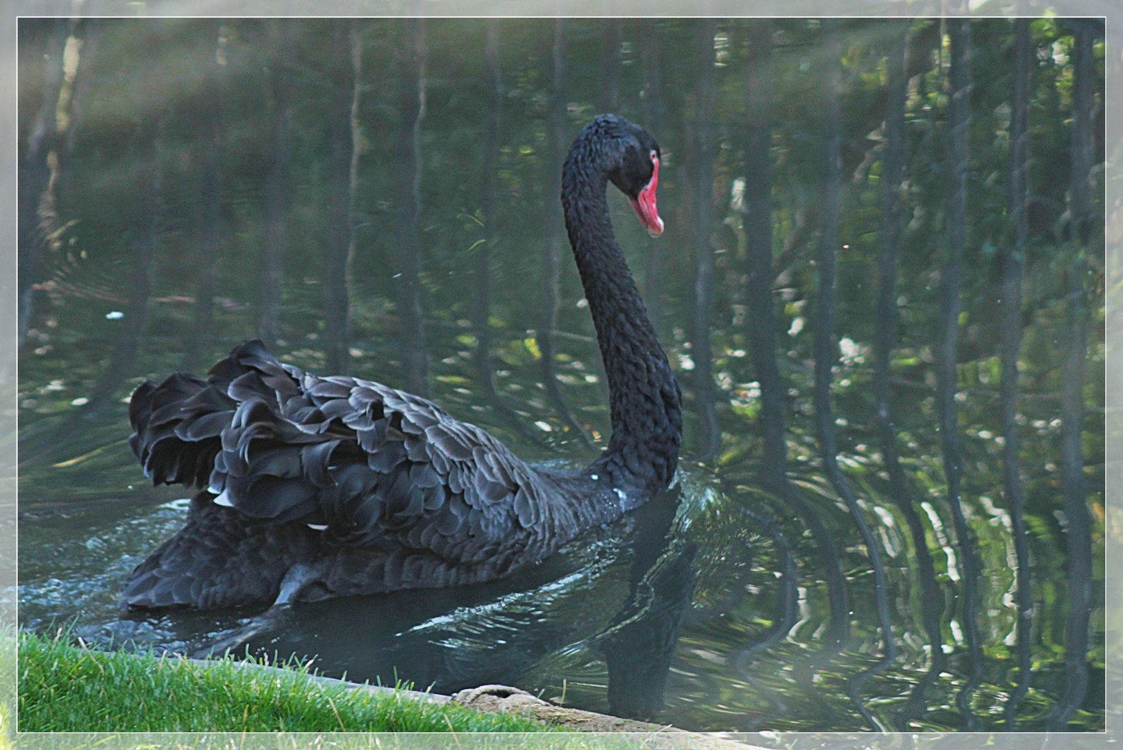 Der schöne Trauerschwan