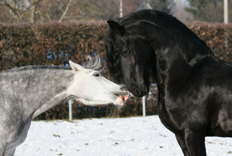 Der Schöne und das Biest