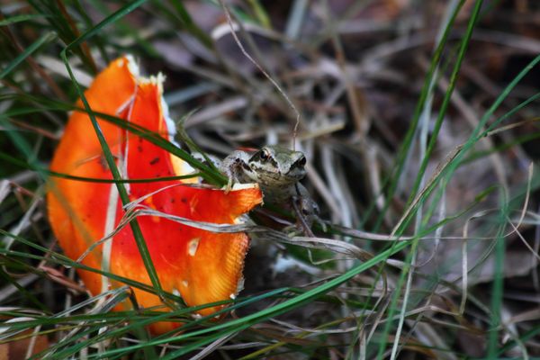 Der Schöne und das Biest