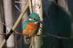 Der schöne Vogel mit dem Eis :-)