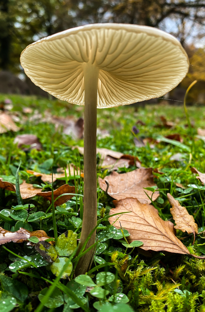 Der Schöne vom Waldfriedhof