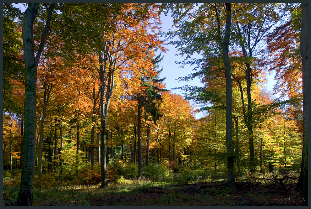 Der schöne Wald vor einigen Tagen