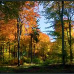 Der schöne Wald vor einigen Tagen