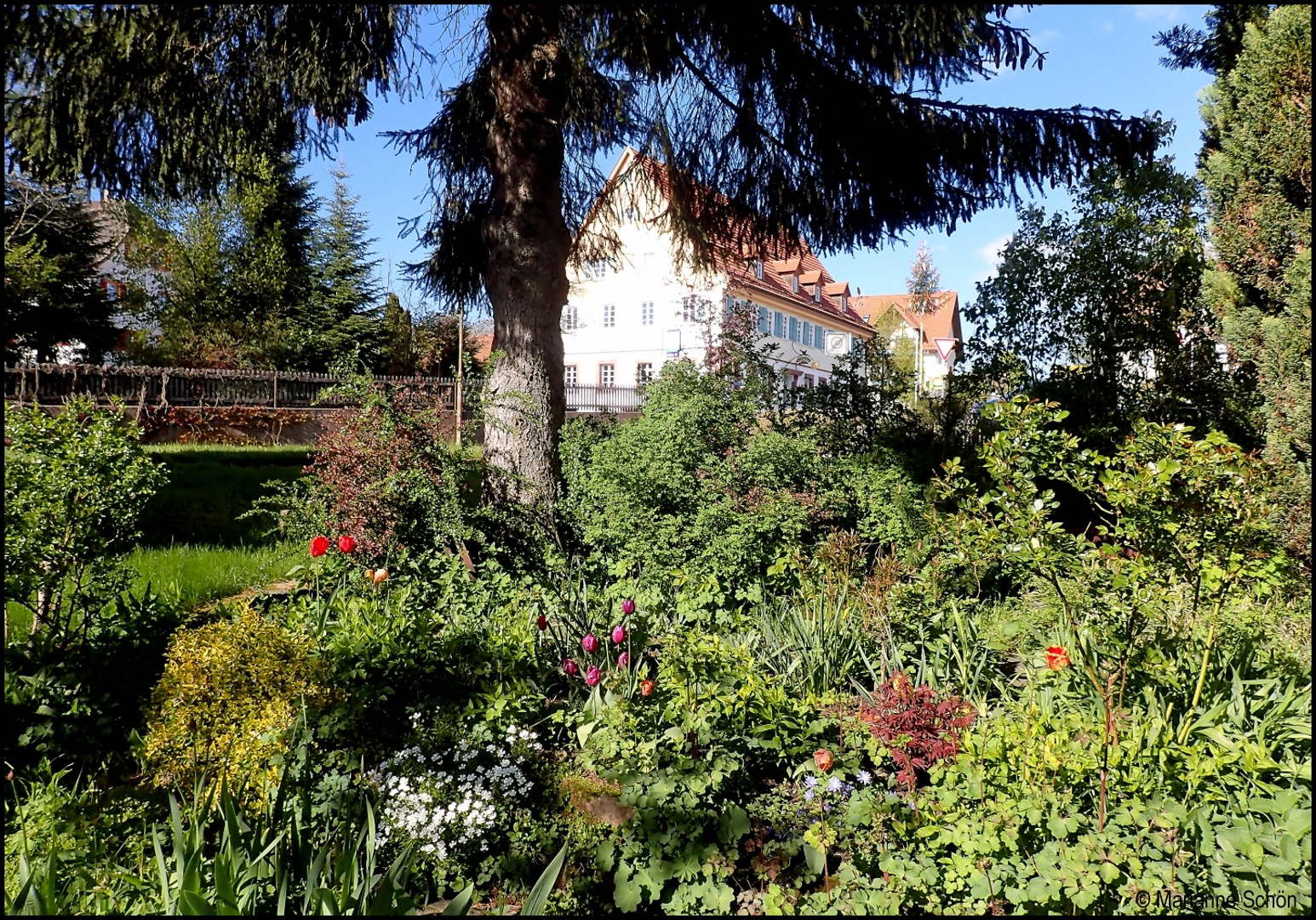 Der schöne wilde Garten meiner Nachbarin...