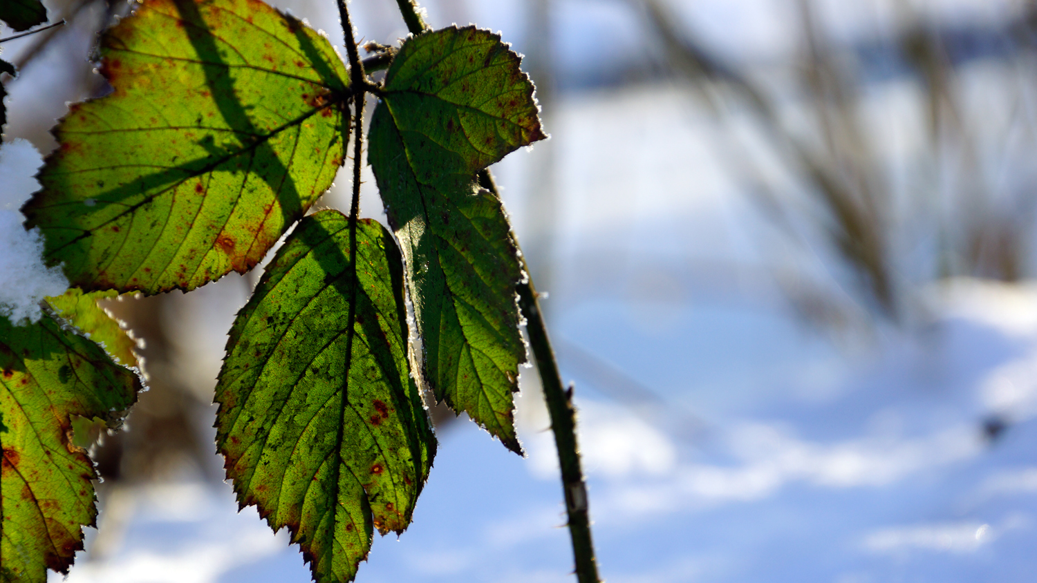 Der schöne Winter