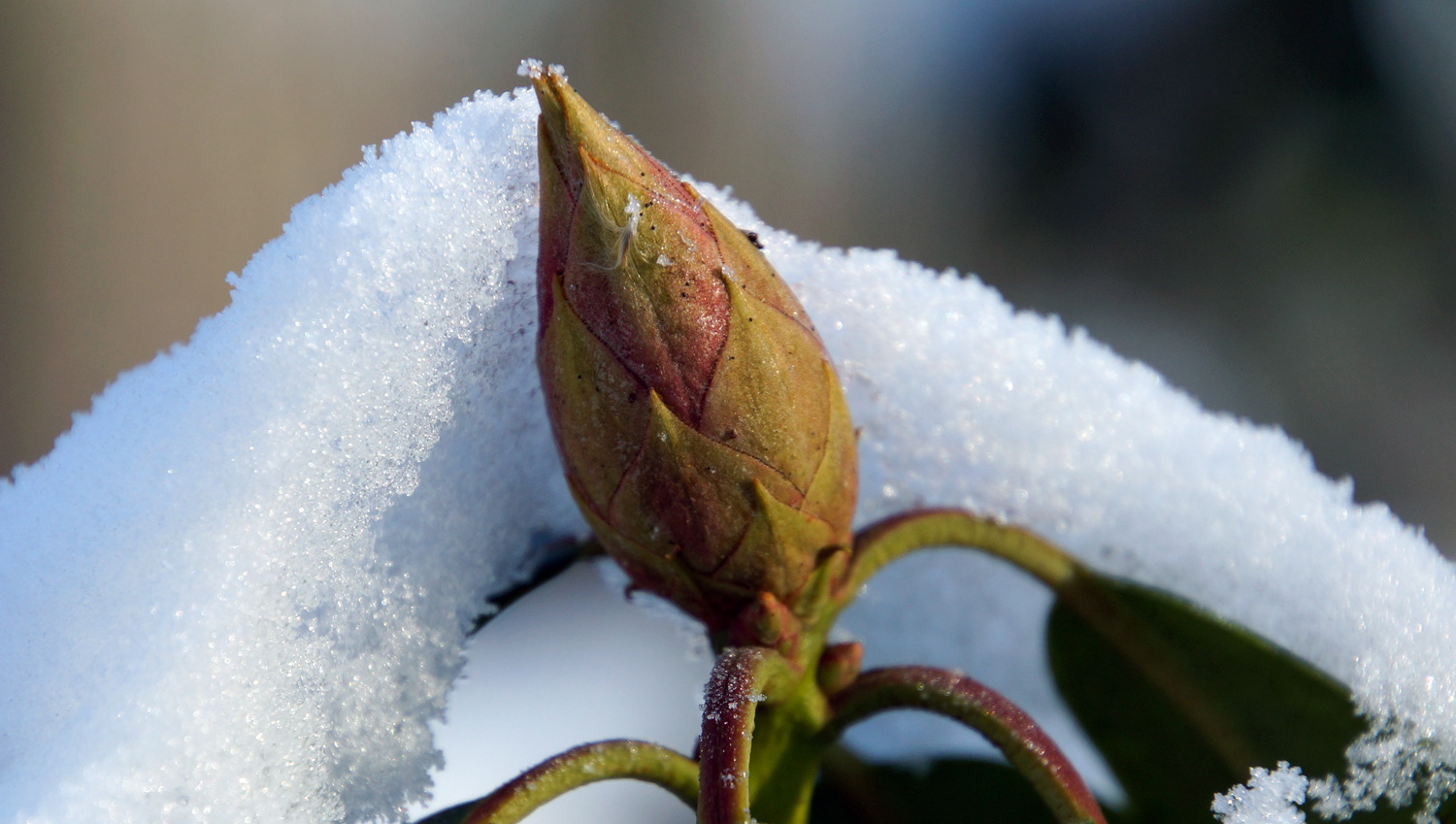 Der schöne Winter