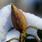 Der schöne Winter