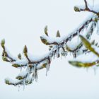 Der schöne Winter!