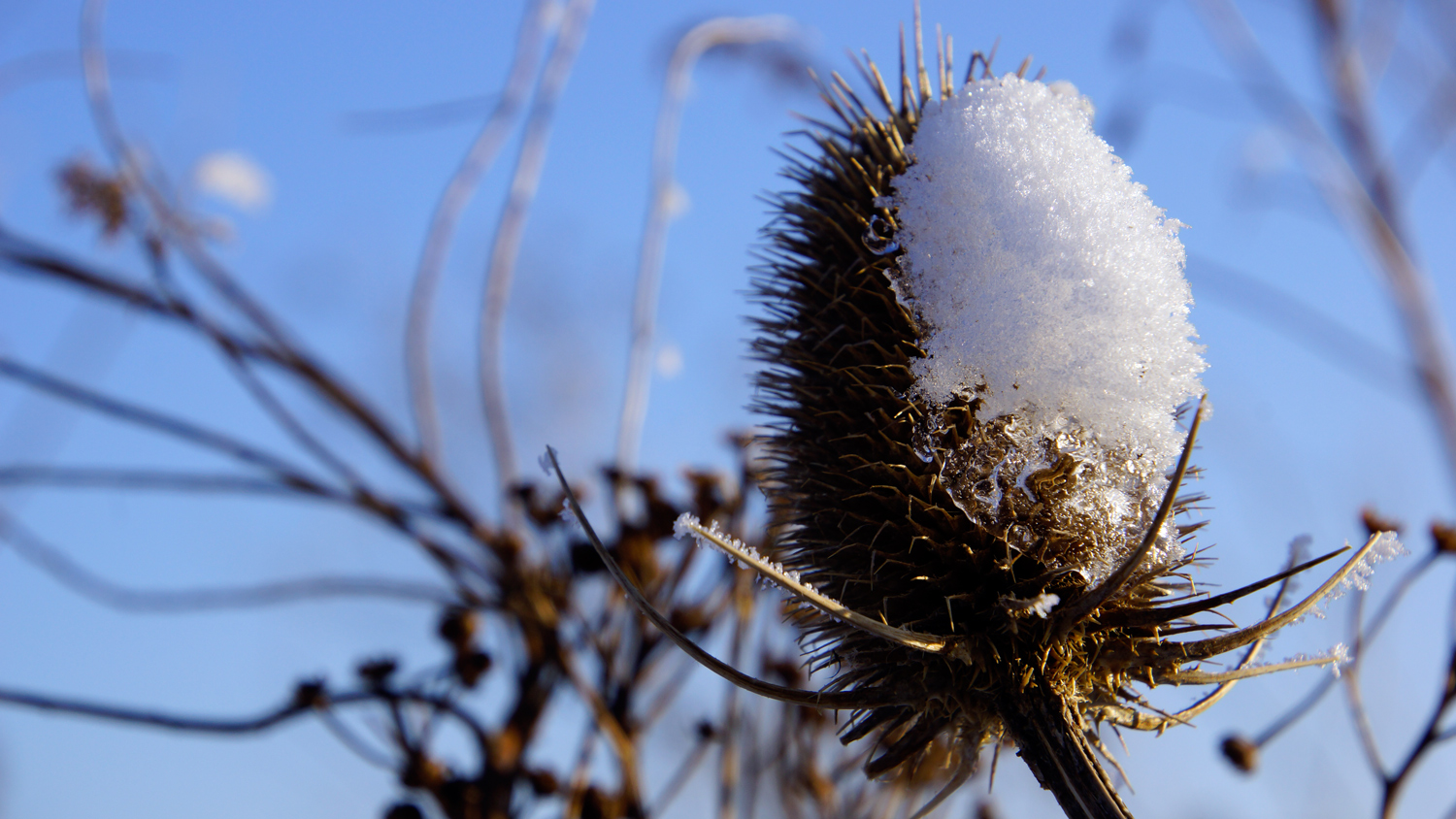 Der schöne Winter